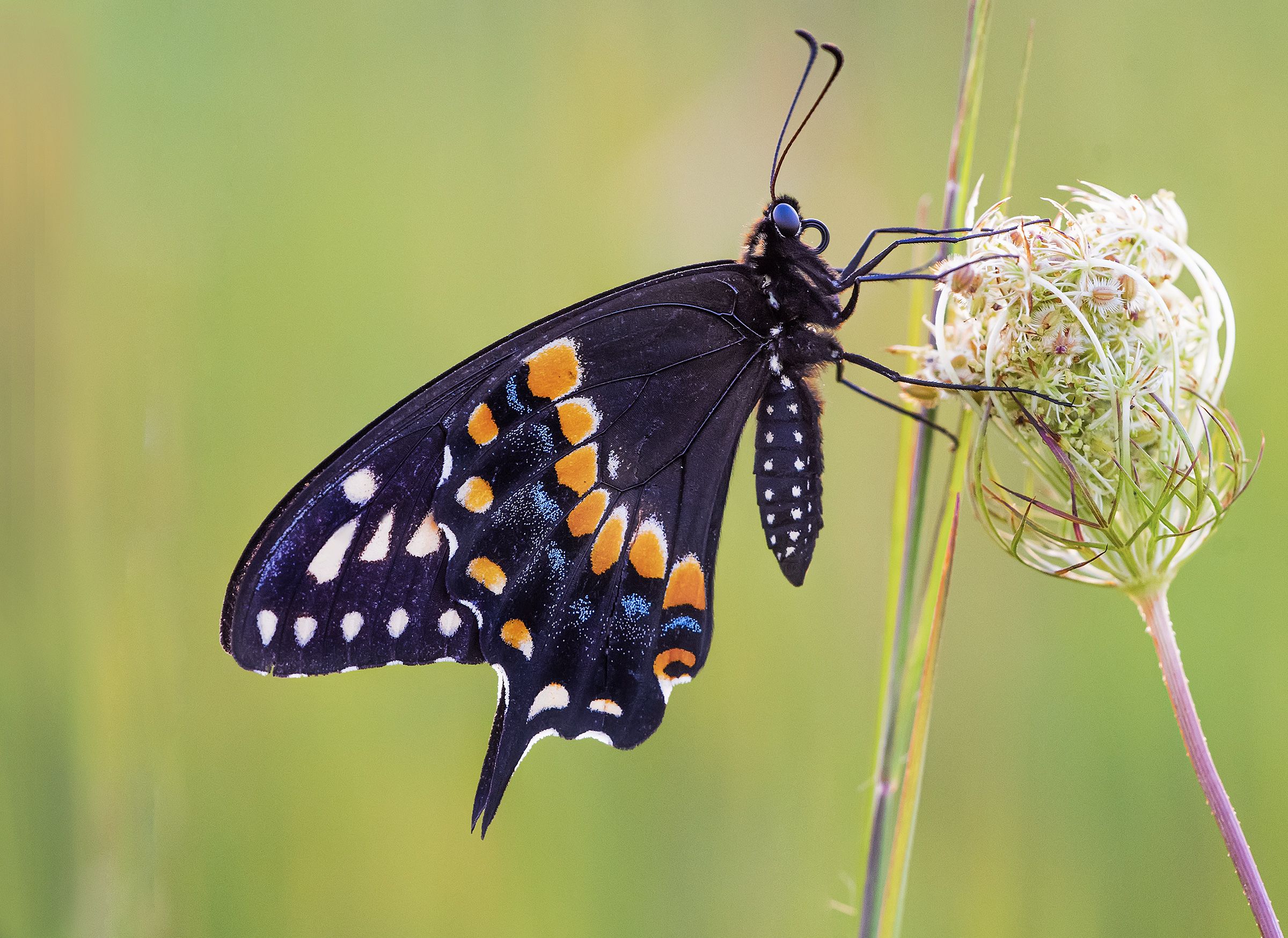 Graceful Butterfly Leggings