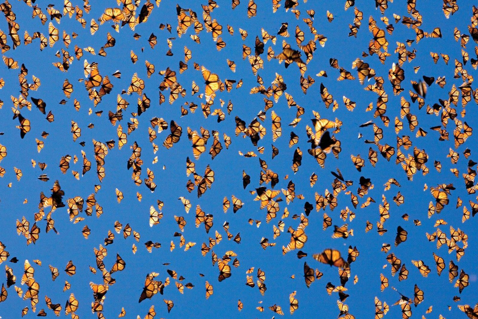How Many Monarch Butterflies are Left? Johnny Butterflyseed