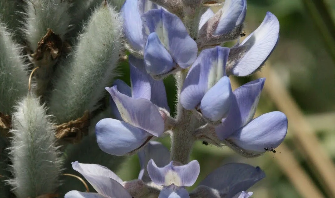 10 Florida Native Skyblue Lupine Seeds Lupinus diffusus for U.S. Southeast 2024 Free Shipping