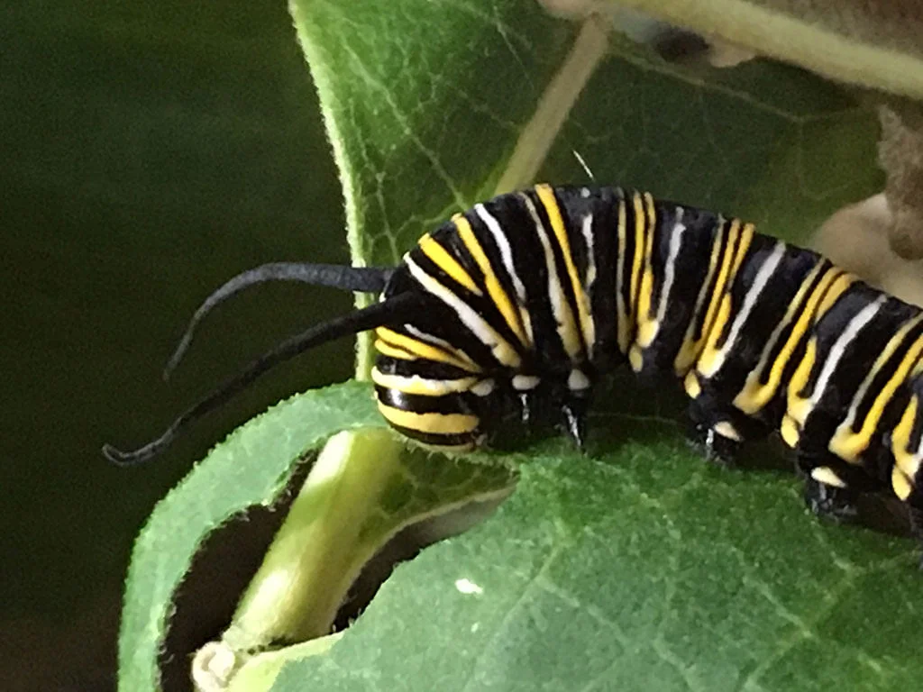 Do Monarch Caterpillars Need Water? - Johnny Butterflyseed