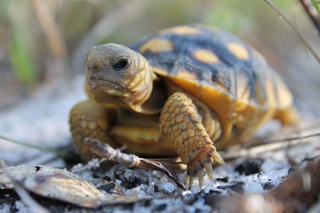 Gopher Tortoise: A Keystone Species of the US Gulf States - Johnny ...