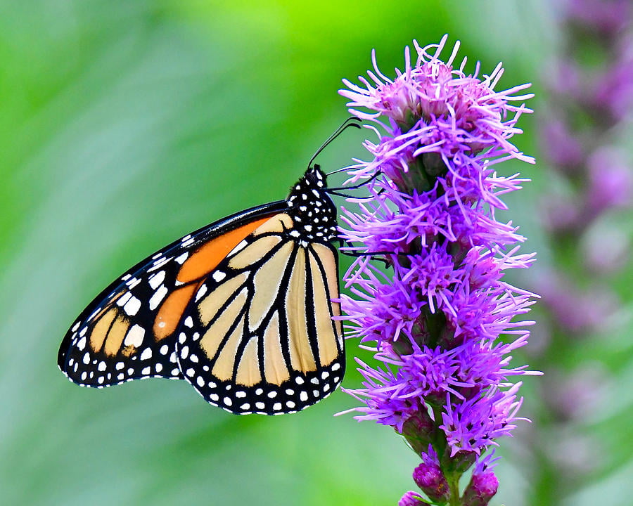 The Scrub Blazing Star: A Dance Of Mutualism With Butterflies - Page 3 