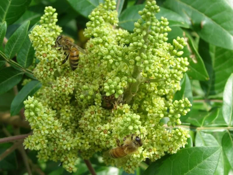 Lip Sumac-ing Good: Wonderful, and Edible Sumac » Evolutionary ecology,  Plants, Pollinators, Wildlife »Holden Forests & Gardens