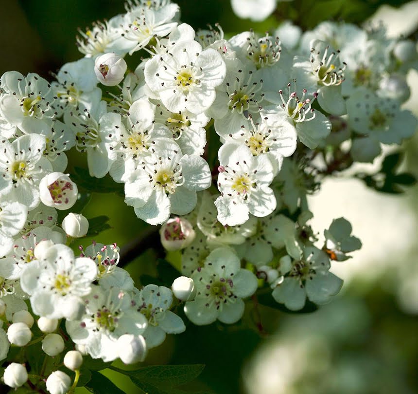 Germinating Crataegus Michauxii Seeds - Johnny Butterflyseed