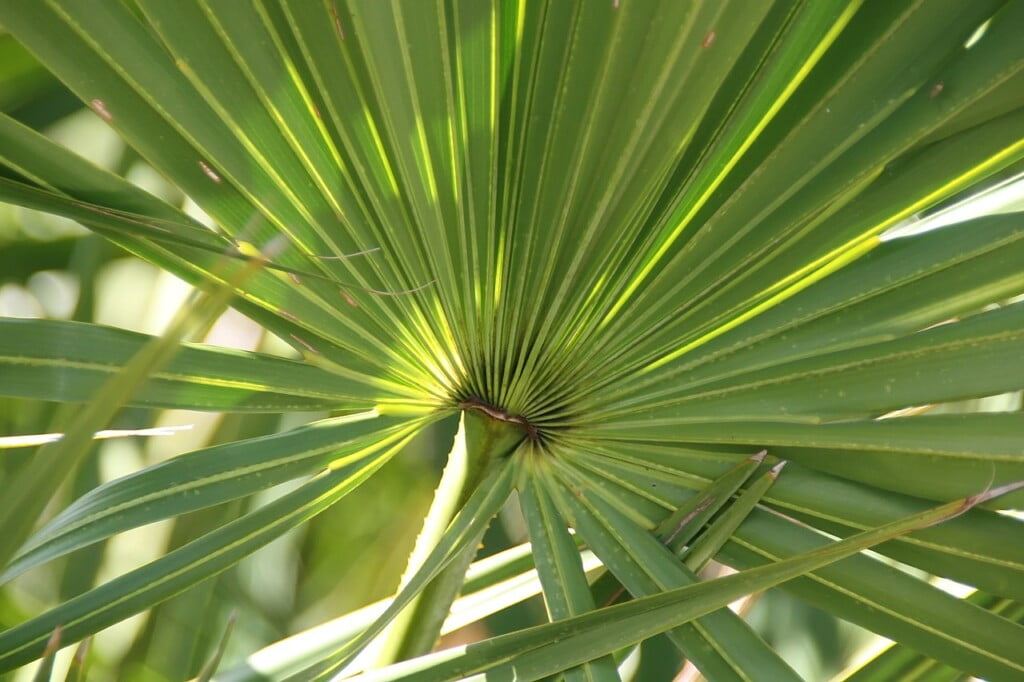 Germinating Saw Palmetto Seeds - Johnny Butterflyseed