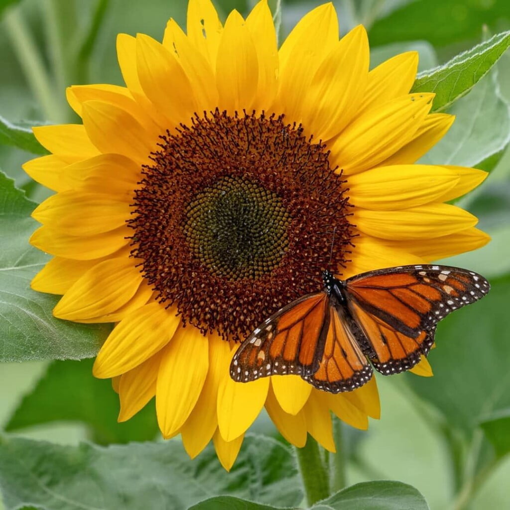 Planting Guide for Monarch Sunflower Seeds (Helianthus annuus) - Johnny ...